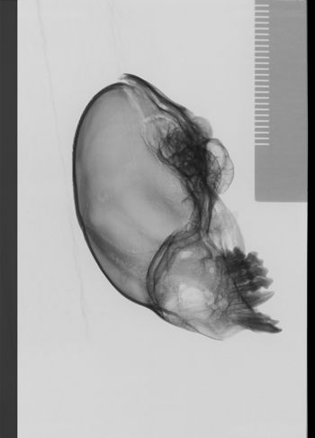 Media type: image;   Mammalogy 19798 Description: lateral;